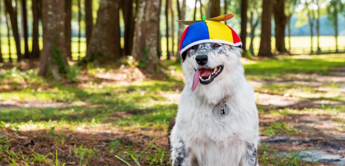 Picture of dog in helicopter hat to symbolize how easy the government makes it seem